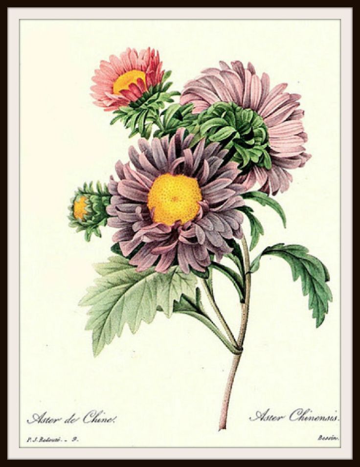Vintage Botanical Image Art Print