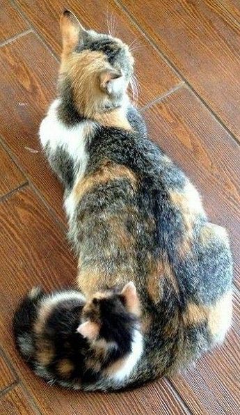 Can you find the kitten?