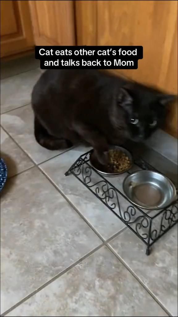 #funnyanimals #funnycat #funnydog #funnydogs #funnycats #cut