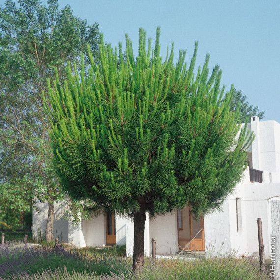 Pin parasol, pin pignon ou Pinus pinea, conifère méditerrané