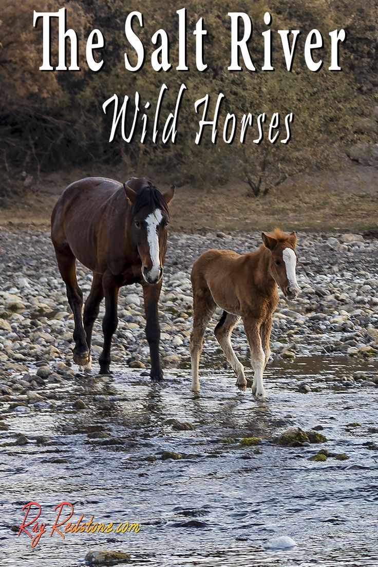 View images of the famous and beautiful Salt River Wild hors