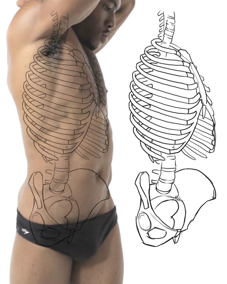 Practicing bone structure and landmarks of the torso.