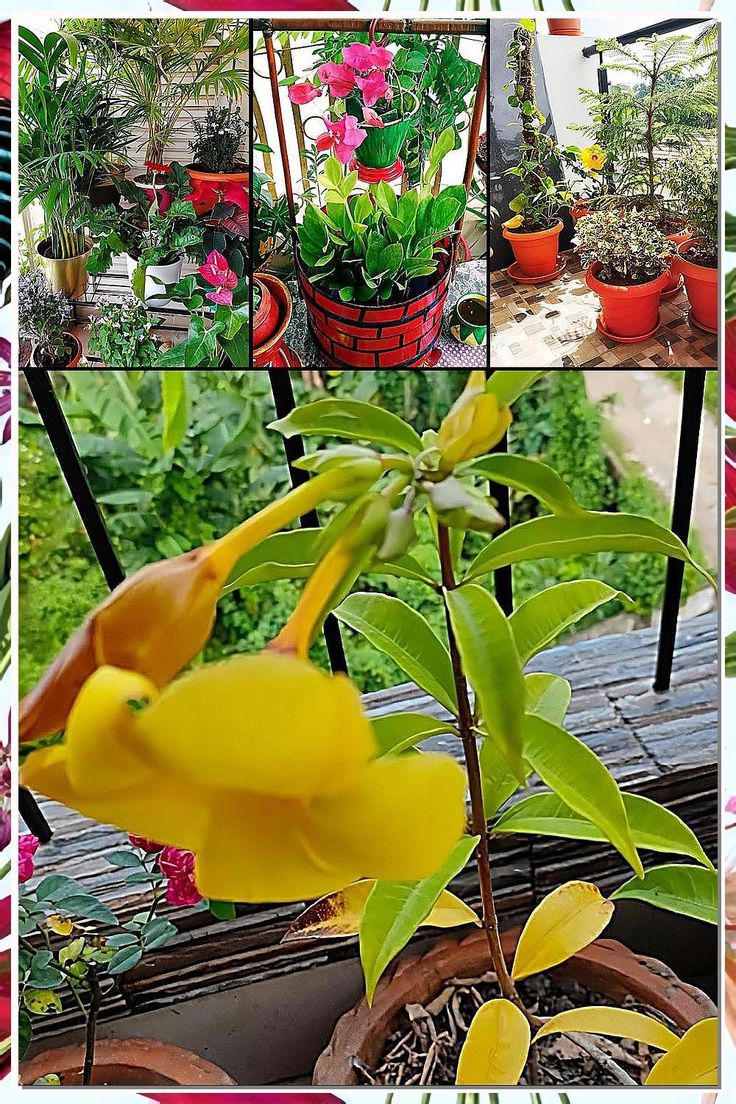 Discover 14 useful ideas for thriving balcony gardening that