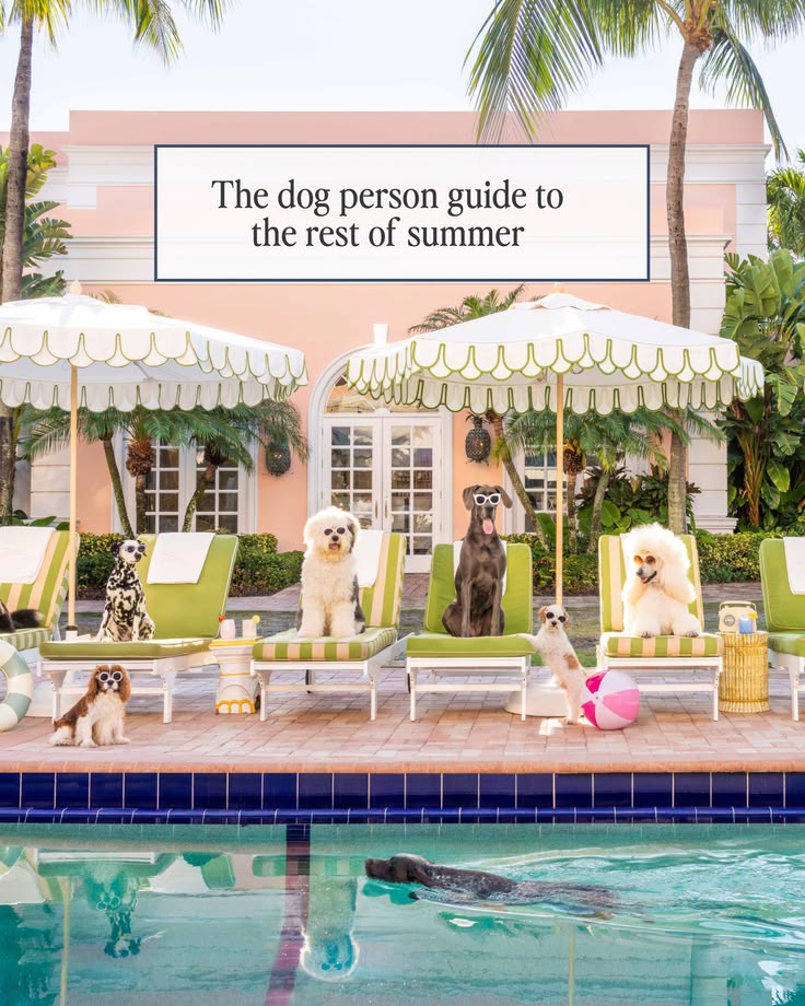 Comment DOGS below and we’ll DM you a $150 gift card 🐶 Becau