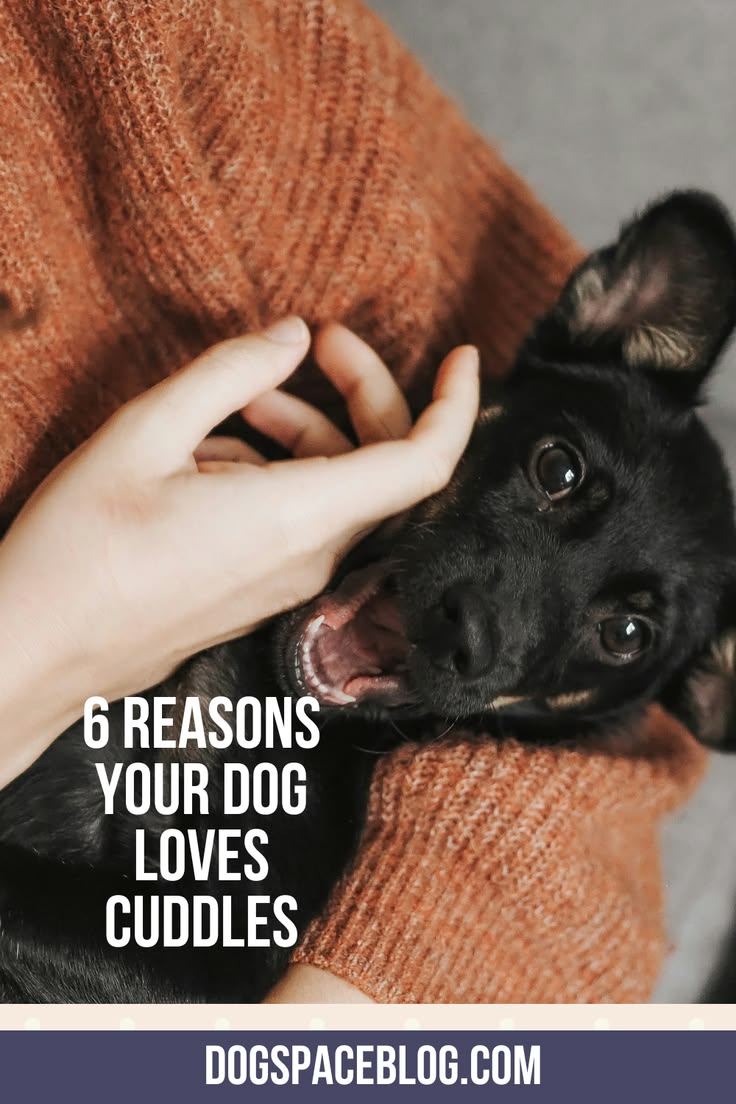 Discover 6 Strong Reasons You Should Cuddle Your Dog More Of