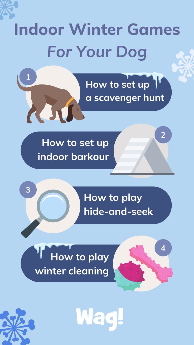 Here are 5 furbulous indoor winter games for dogs that your 