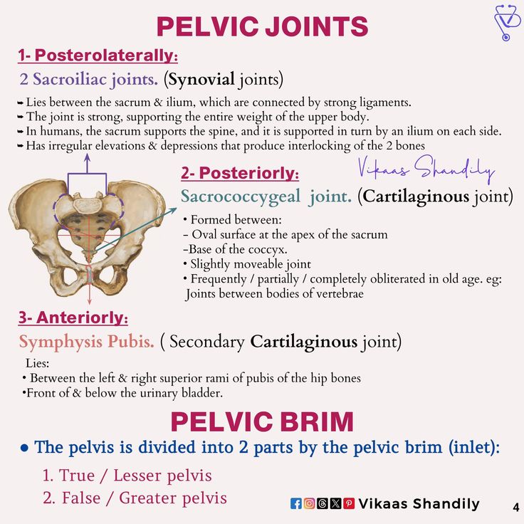 Female Pelvis 🩺📚 
#Anatomy #FemalePelvis #OBGYN #VikaasShand