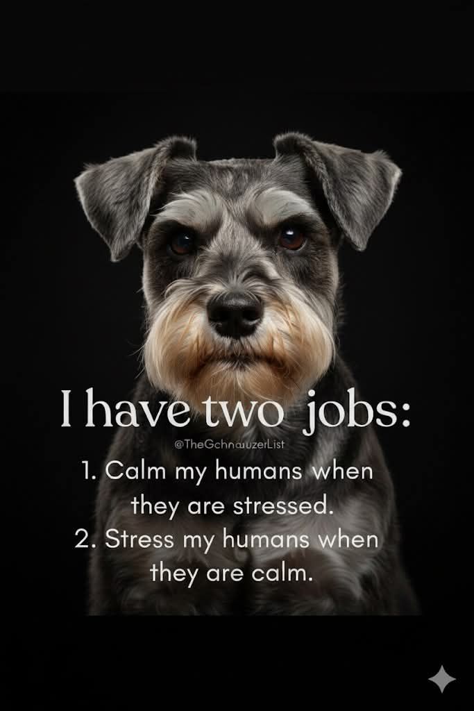 #Schnauzer #MiniSchnauzer #GiantSchnauzer #SchnauzerLove #Sc