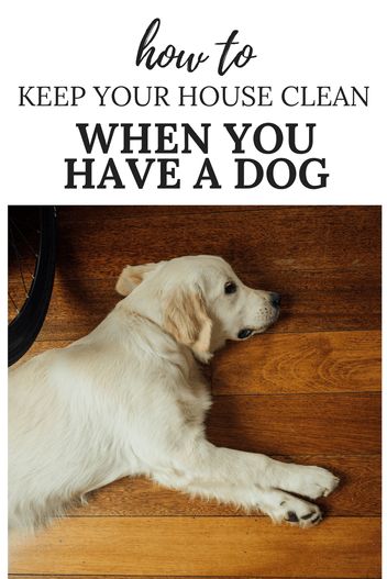 How to keep your house clean when you have a dog