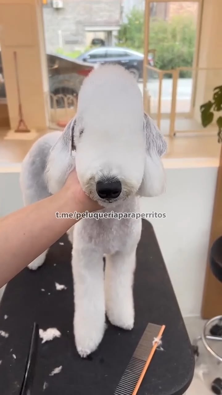 🐶 Curso de Peluquería Canina Profesional

Aprendé desde cero