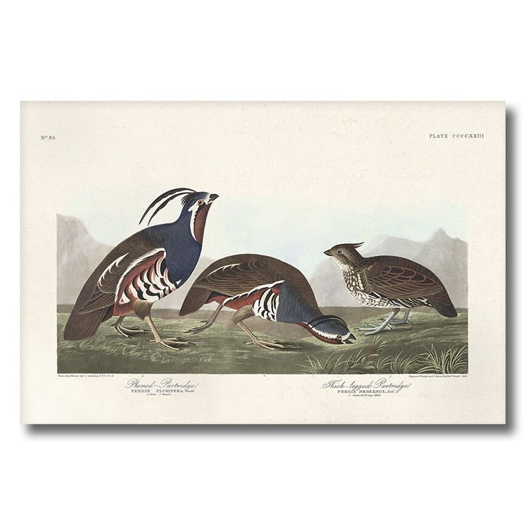 Plumed Partridge Audubon Art poster Plate 423
