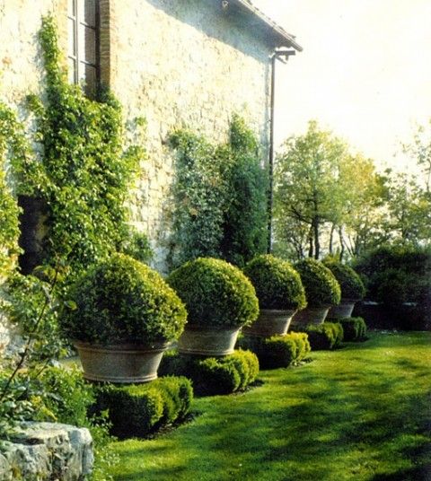 Lovely way to elevate boxwood while adding container contras