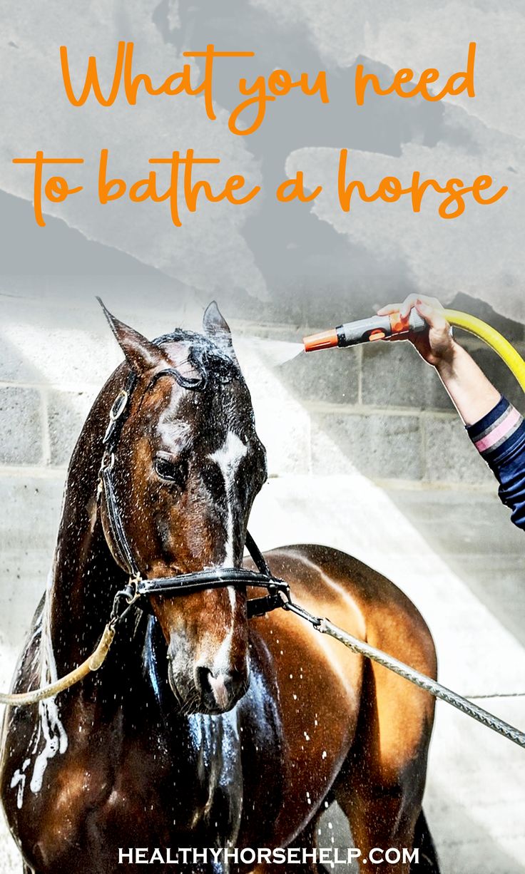 Bathing Rack: Most barns have a place to bathe a horse. Ensu