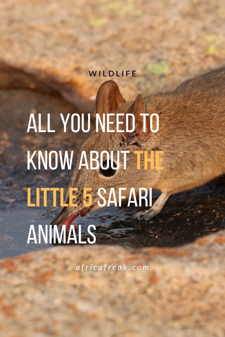 Discover Africa’s Little Five animals and uncover the beauty