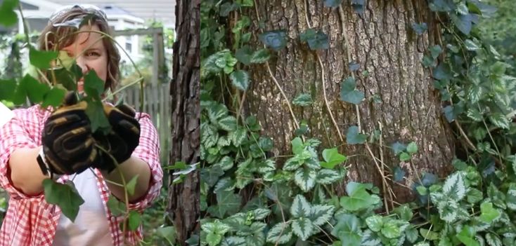 Easiest Way to Get Rid of English Ivy for Good - Pretty Hand