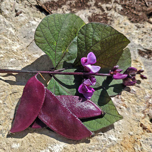 The Ruby Moon Hyacinth is also known as bonavist-bean and la
