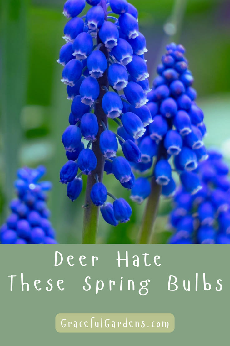 Looking for beautiful spring flowers that deer are less like