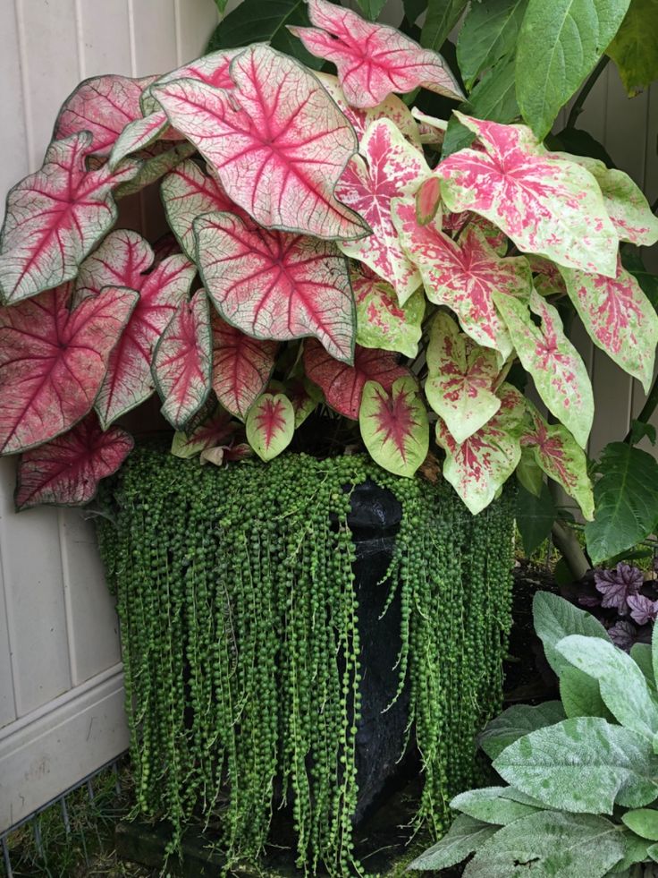 String of pearls companion planted with Caladiums