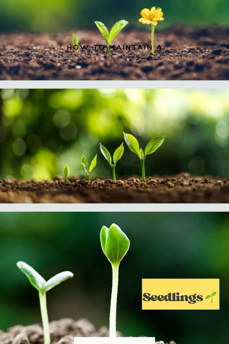 A seed can create a new world for us and for your children. 