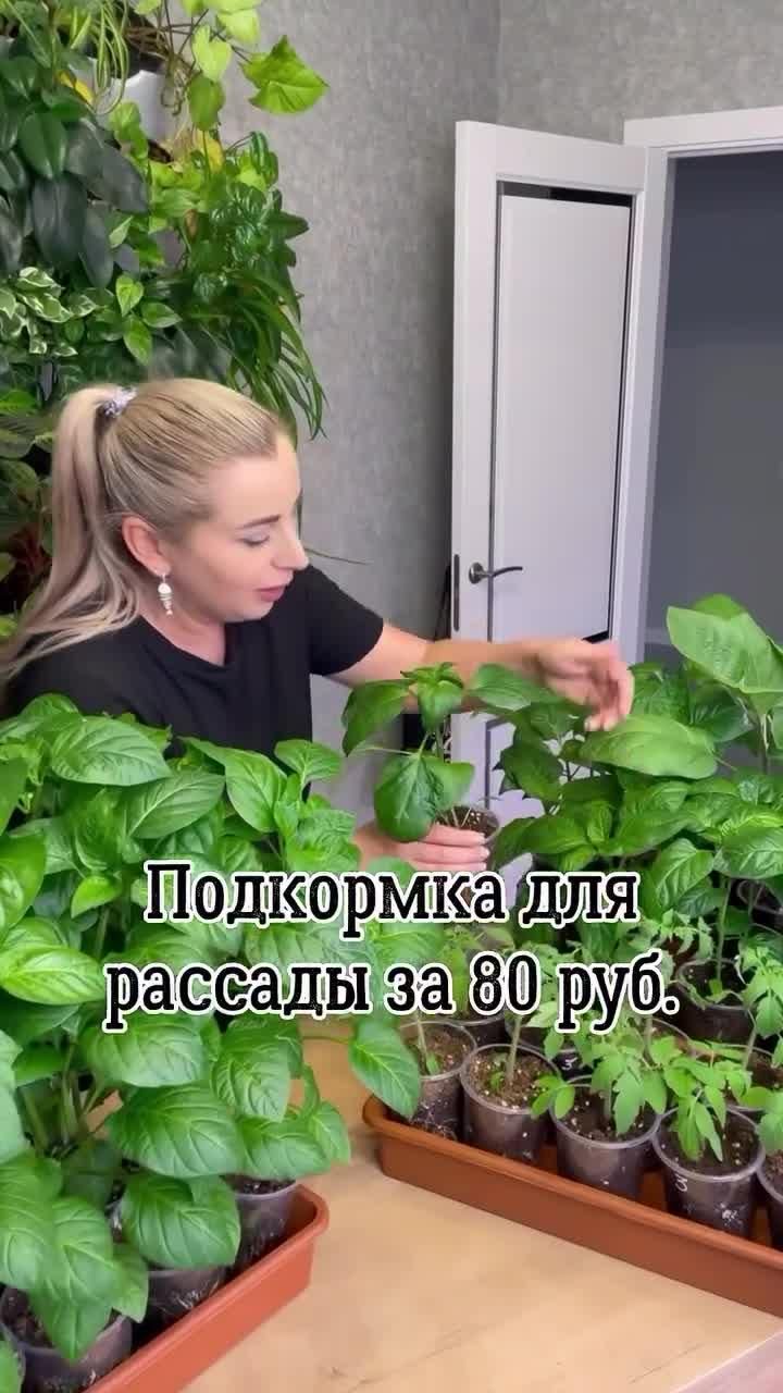 ❤️Самая дешевая подкормка для рассады  Крепкой рассады вам и