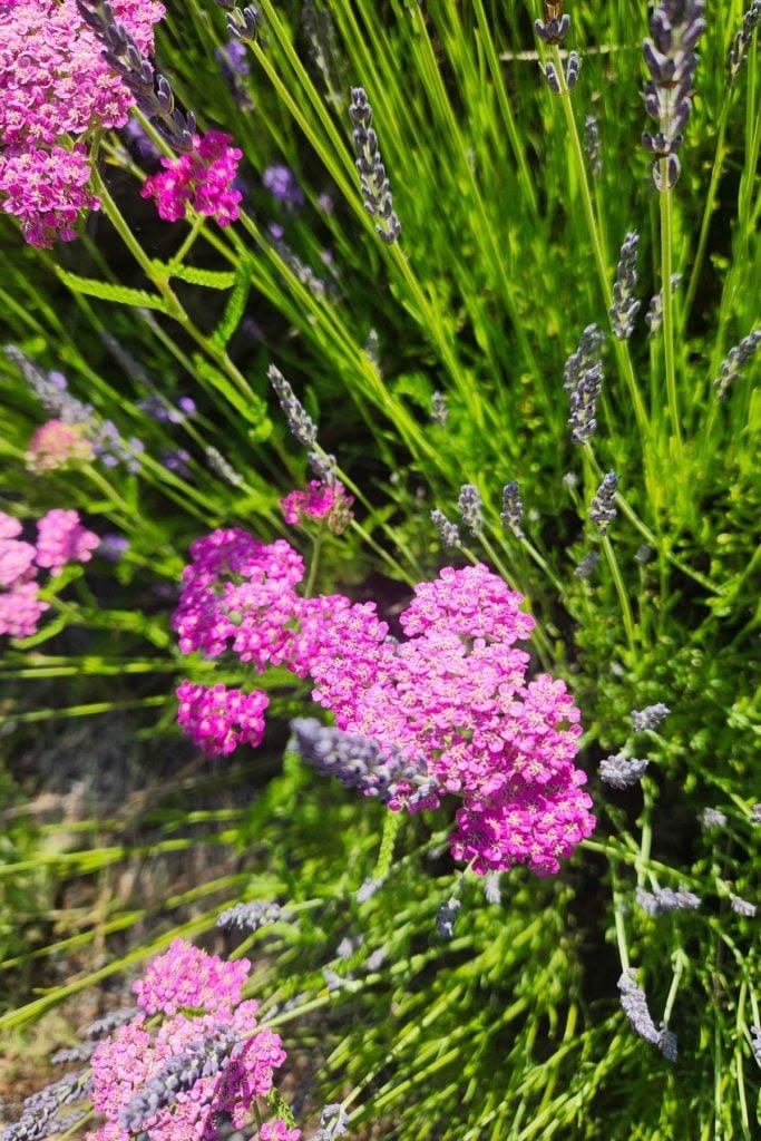 What to Do with Dried Lavender: 45 Fun Dried Lavender Uses