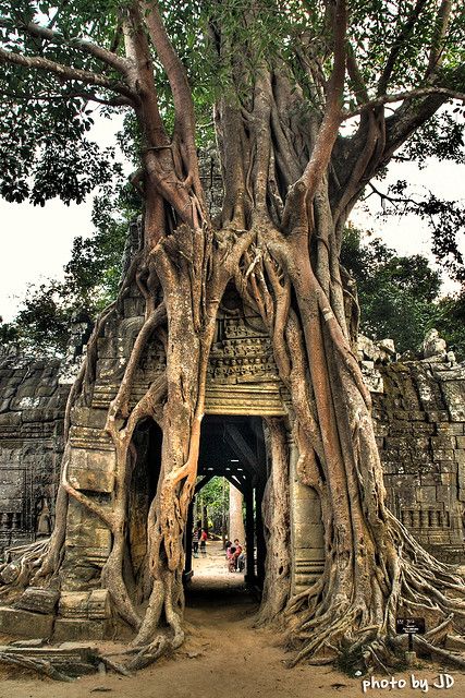 The traveller’s first glimpse of Angkor Wat, Cambodia, the u