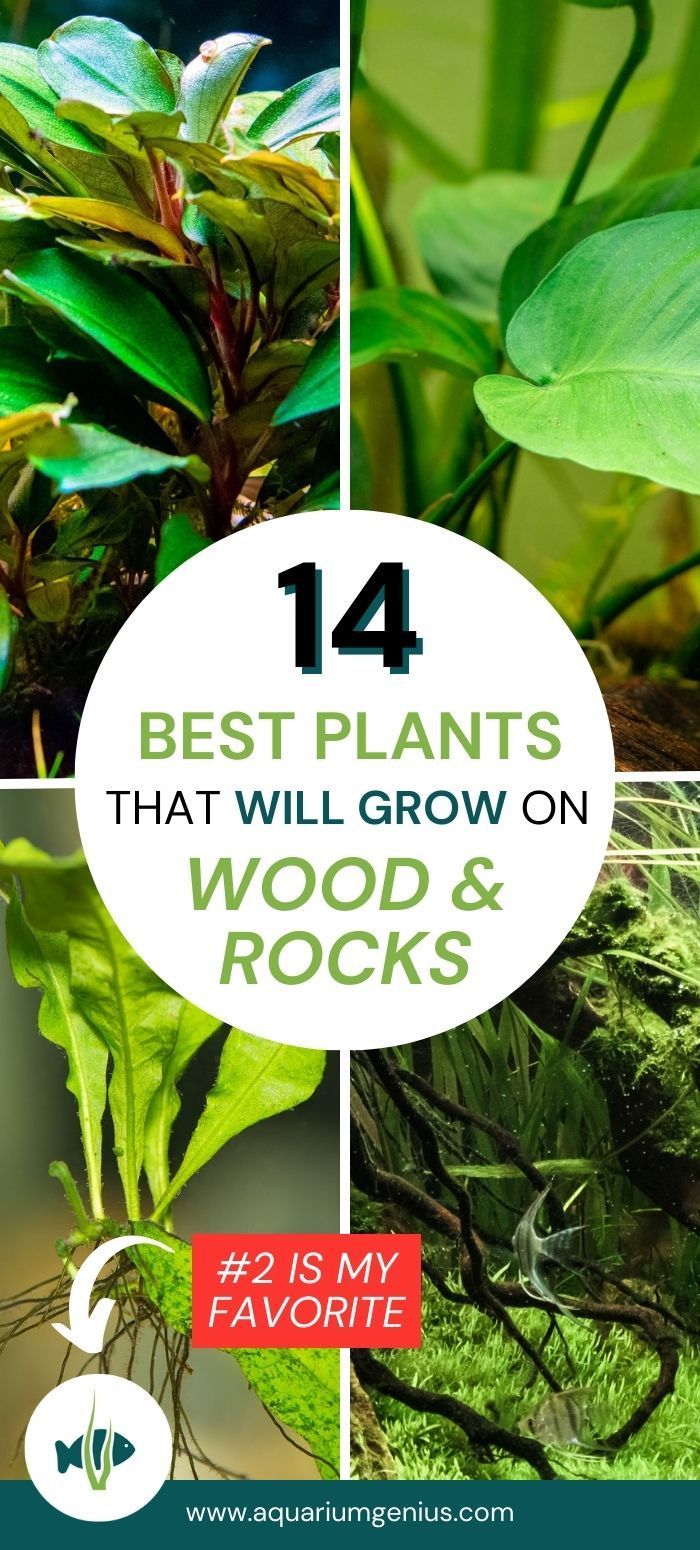 Looking for aquarium plants to attach to plants or rocks in 