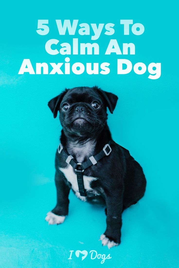 These tips can help you calm your nervous Nellie.    Dog Hea