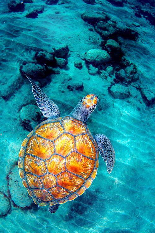 You can spot so many turtles in this place (Barbados)