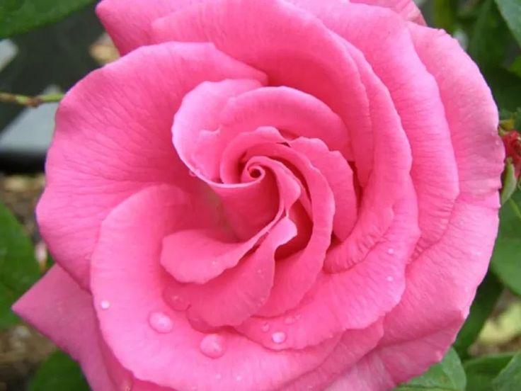 Zephirine Drouhin | All about Roses