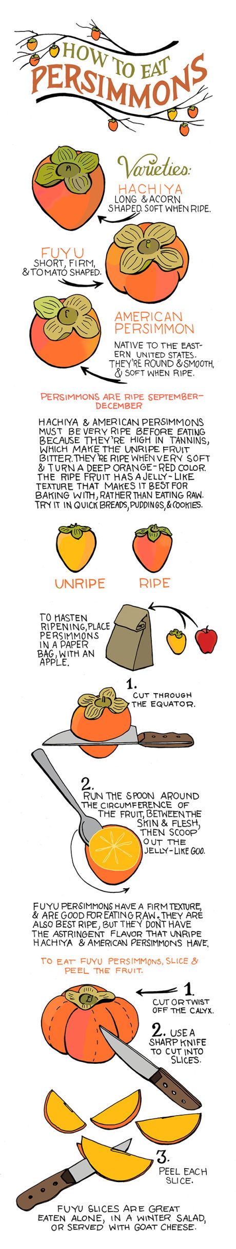 Persimmon Guide | Illustrated Bites