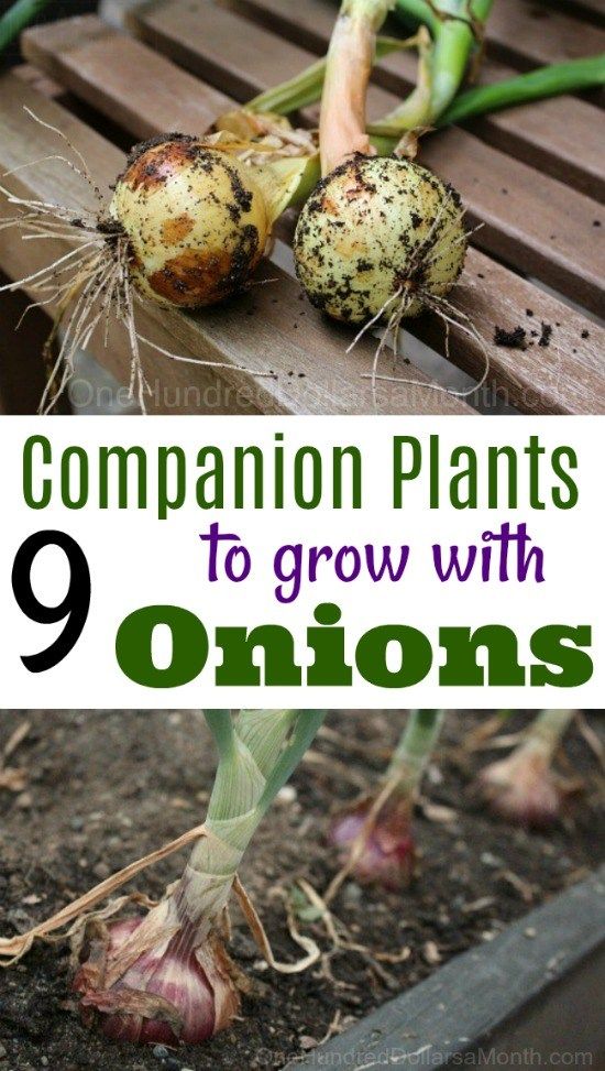 7 Companion Plants to Grow With Onions - One Hundred Dollars
