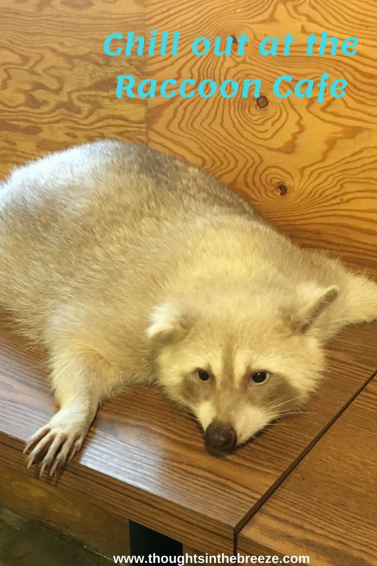 Spend the day in Cheonan South Korea at the Raccoon Café-get