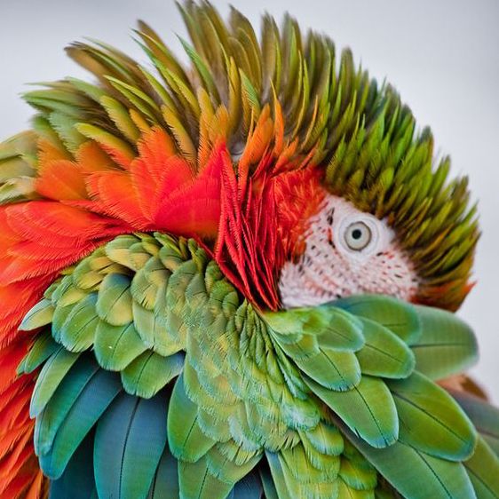 Green-Winged Macaw 4