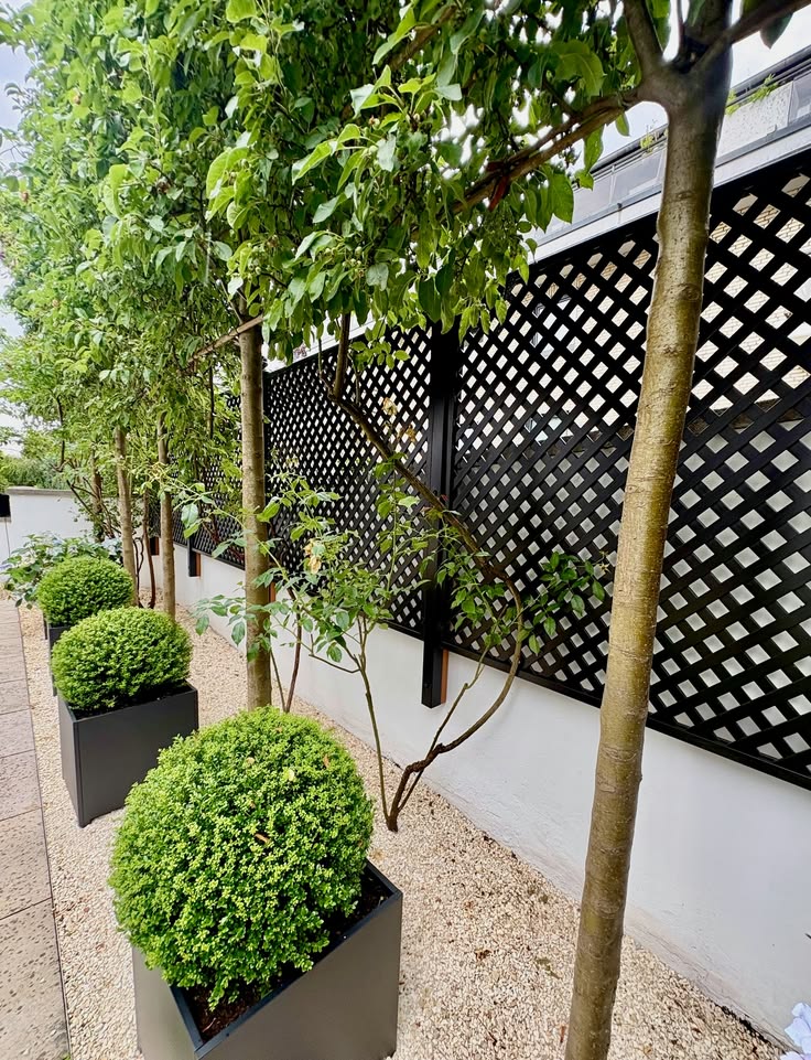 RHS Prestige Diagonal Trellis (38mm gap) painted in Black fo