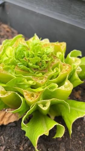Harvesting lettuce isn’t just about cutting—it’s about keepi