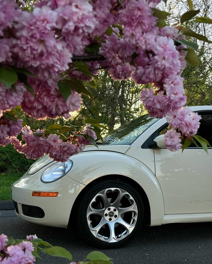 ✨her✨ - - - #vw #volkswagen #vwbug #volkswagenbug #vwbeetle 
