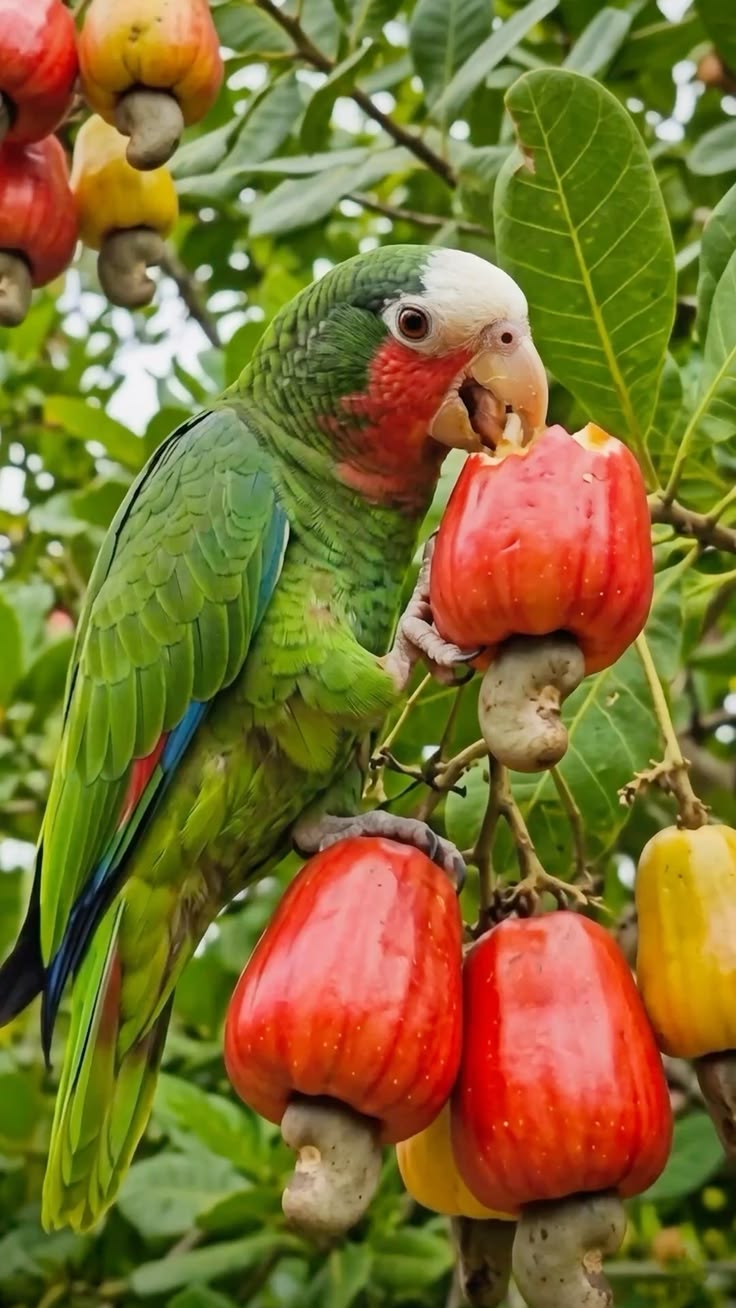 Perico alimentando de marañones en El Salvador