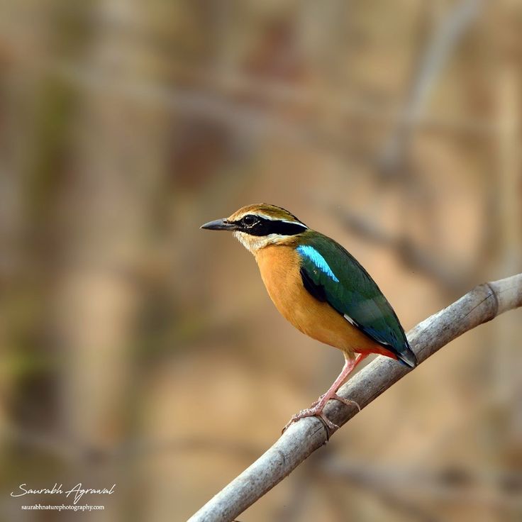 One of the most sought after summer bird in central India is