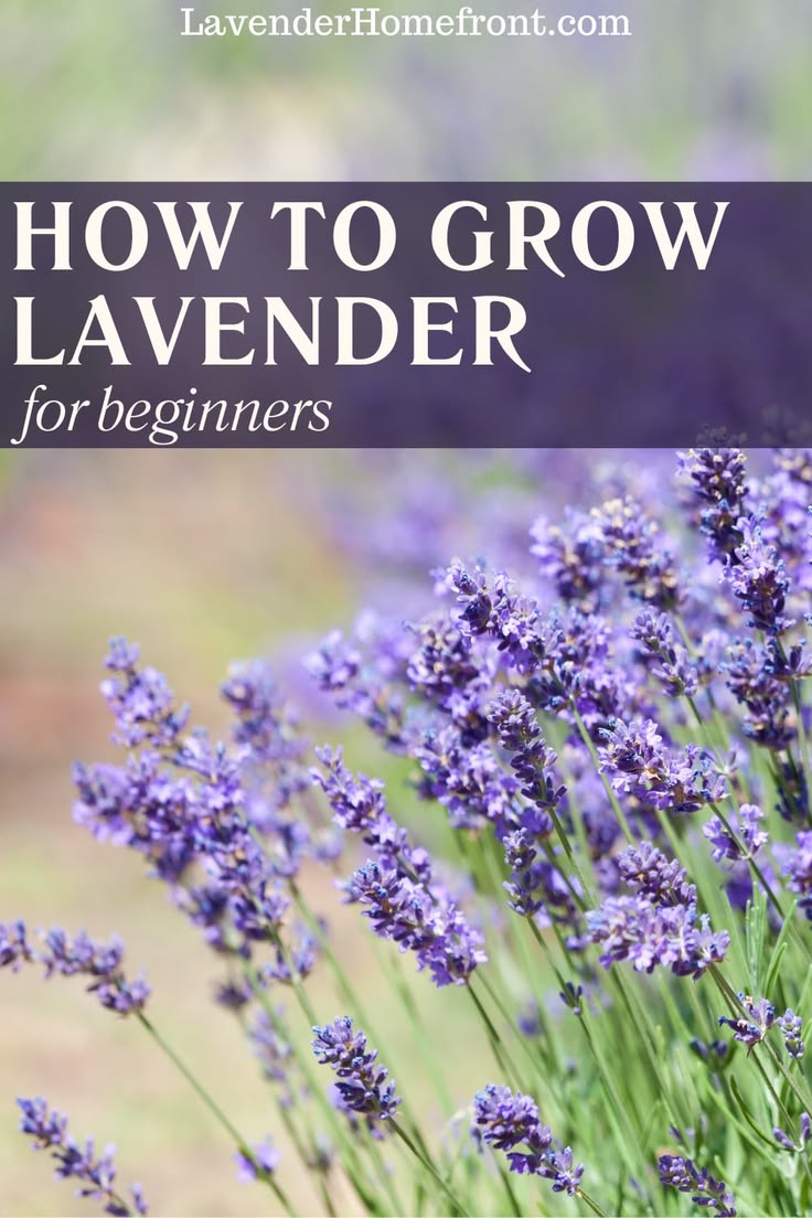 Check out this great guide to growing lavender. Lavender is 