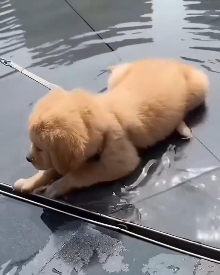 This playful puppy just can’t get enough of fun and love 🐾💖 