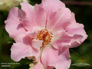 Wabara Roses from Japan