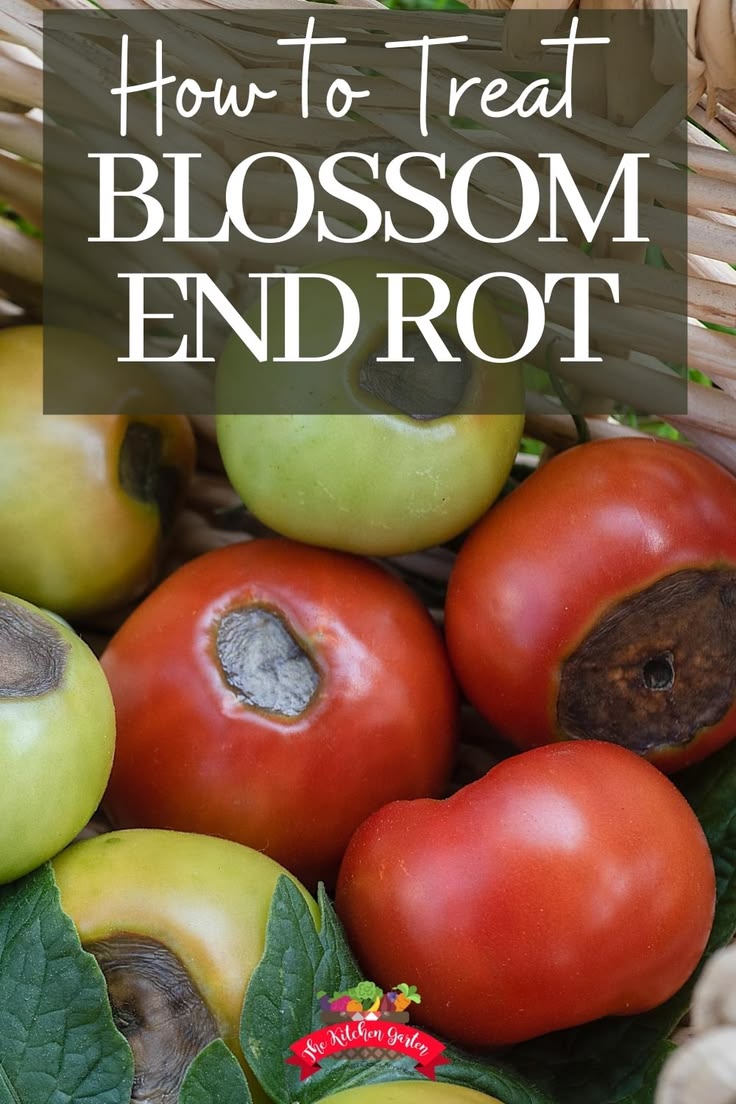 Learn how to treat and prevent blossom end rot in your tomat