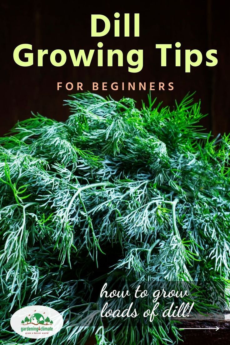 Growing dill herb can be tricky at times. With these tips yo