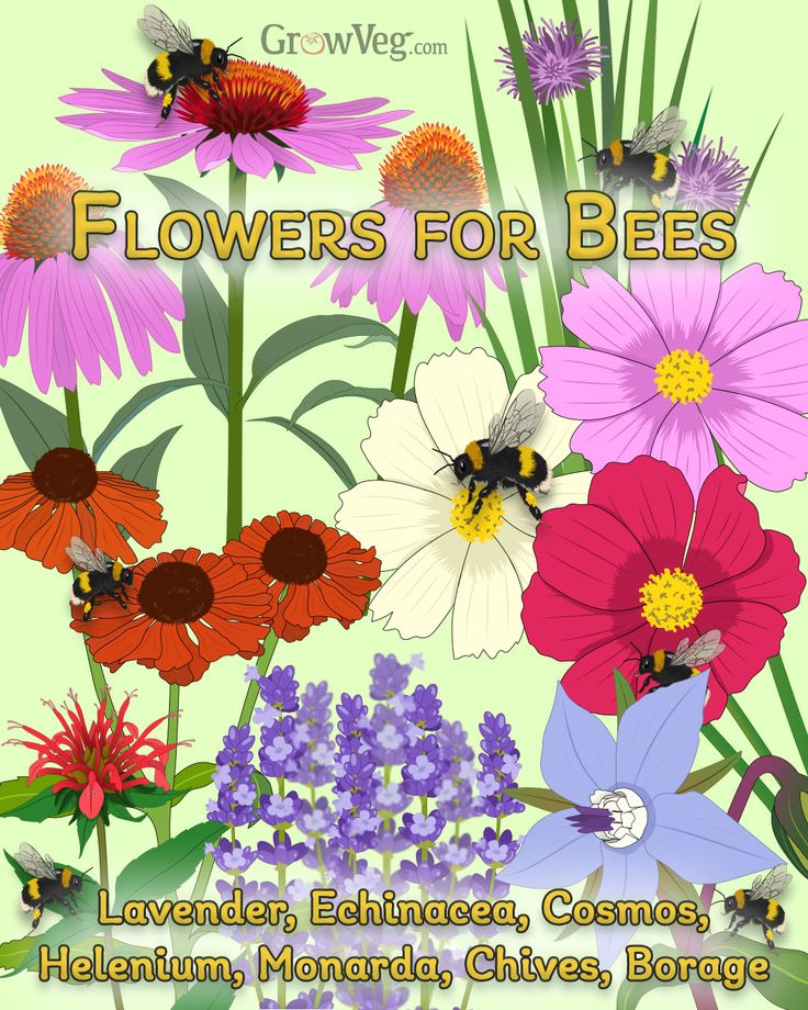 Companion planting is when two plants are grown near each ot