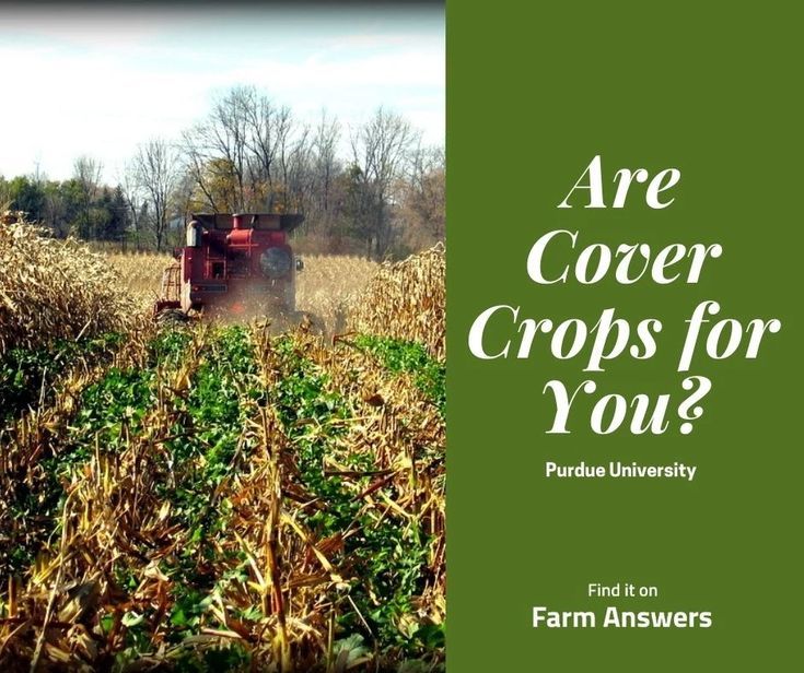 Cover crops are known to have alot of benefits but they can 