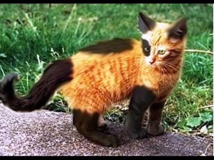 Most Unique Cats – Bow Chicka Meow Meow