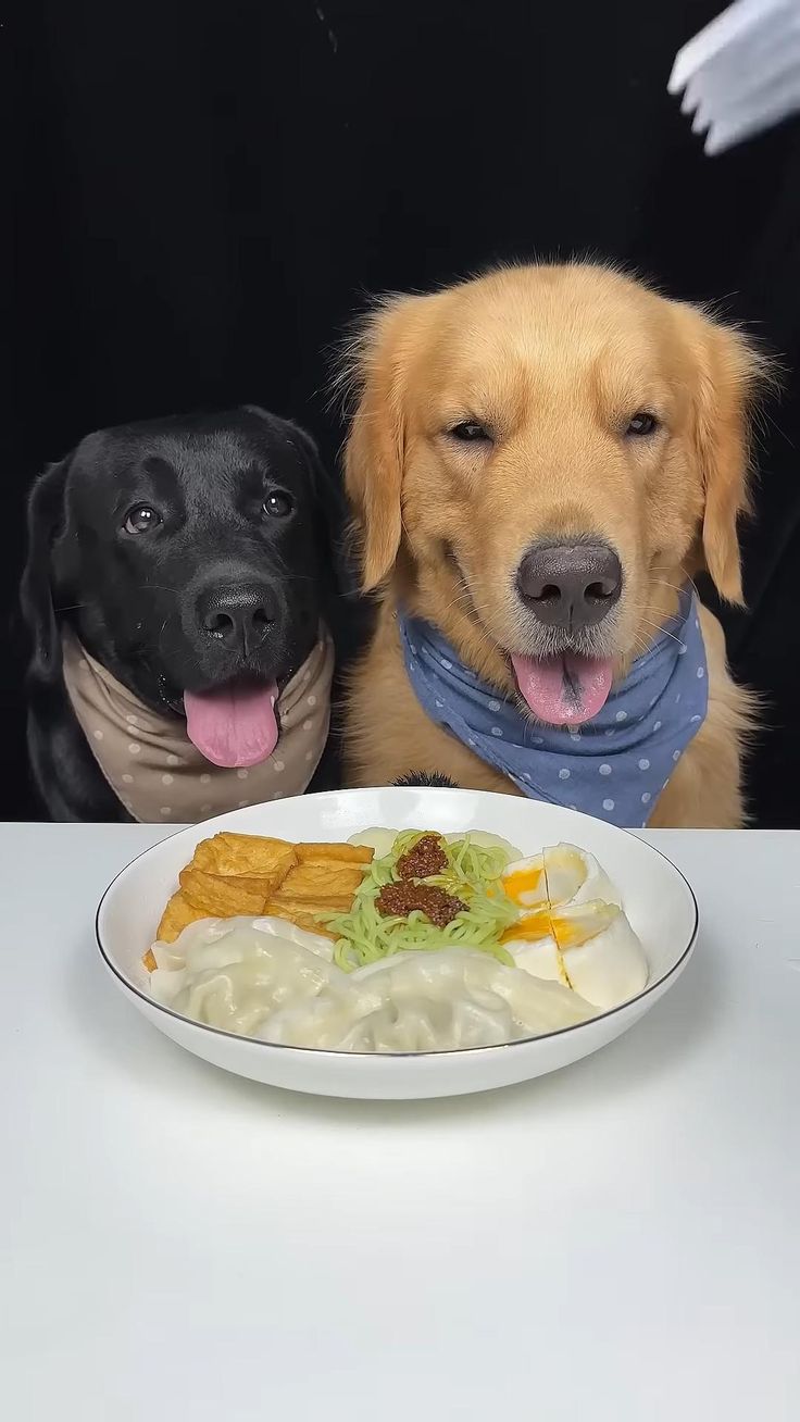 Labrador and Golden