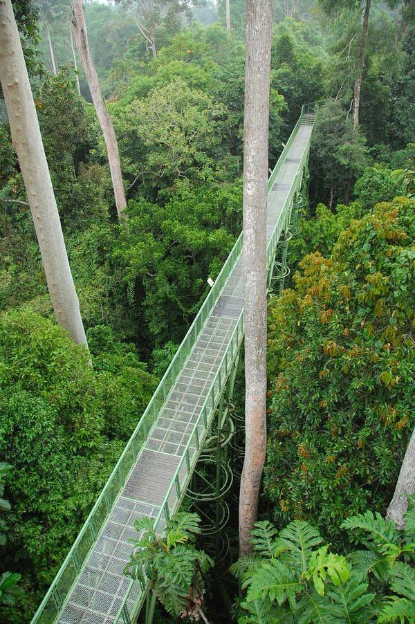 The canopy walk at the Rainforest Discovery Centre in Sabah,