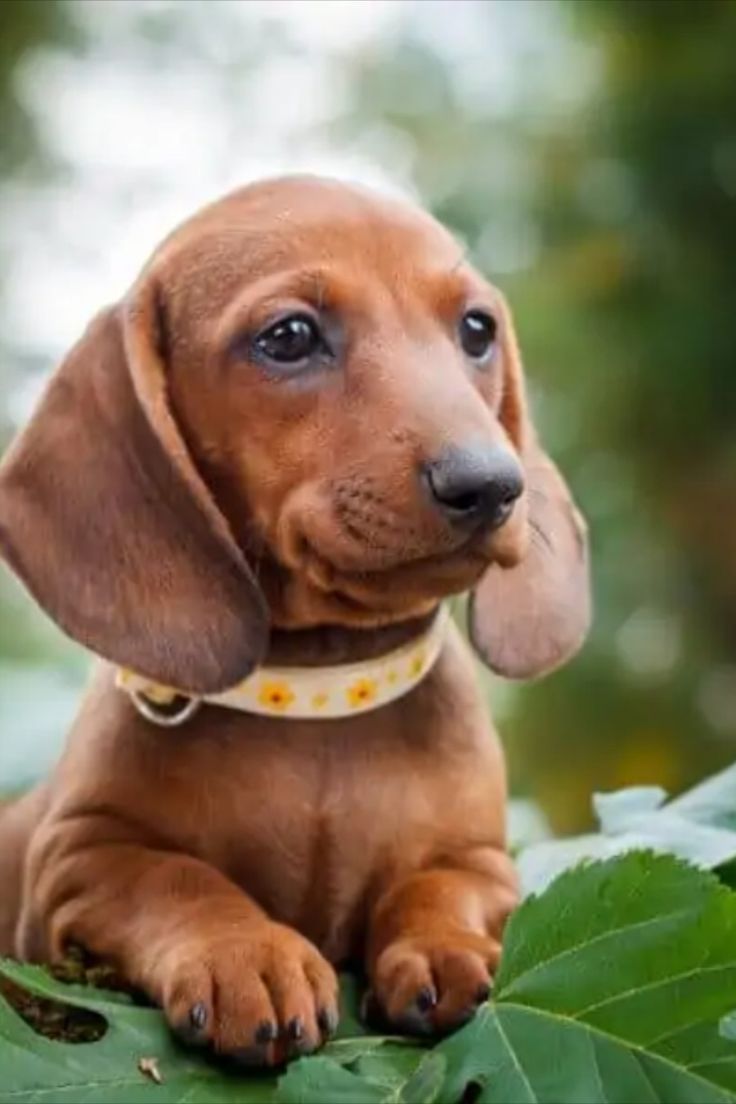 The Dachshund is a member of the scent hound family, bred in